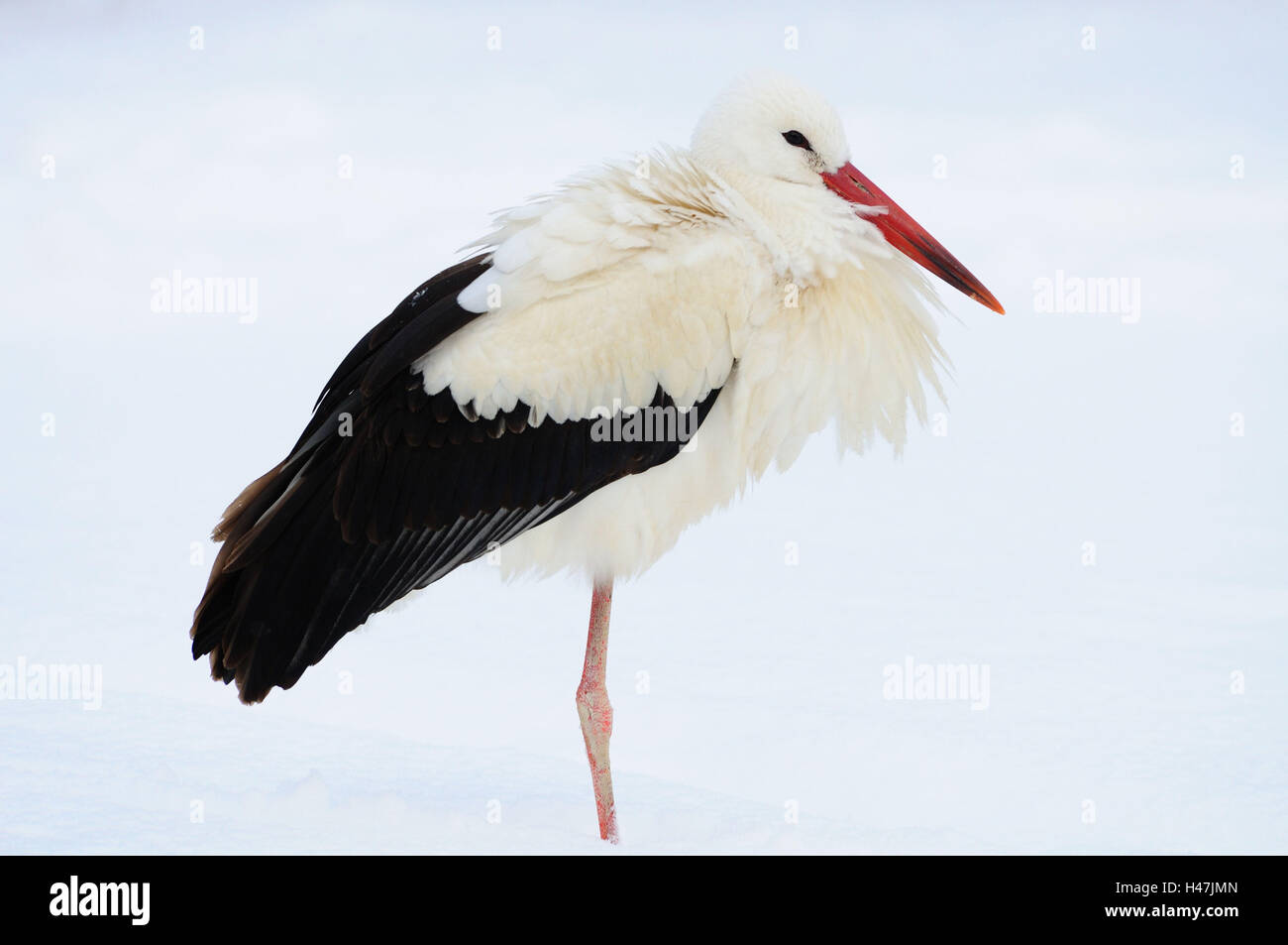 White stork, Ciconia ciconia, snow, side view, stand, Stock Photo