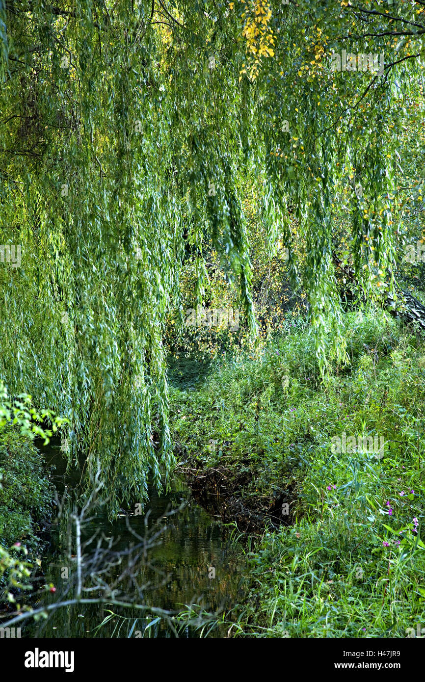 Lush green trees reflection hi-res stock photography and images - Alamy