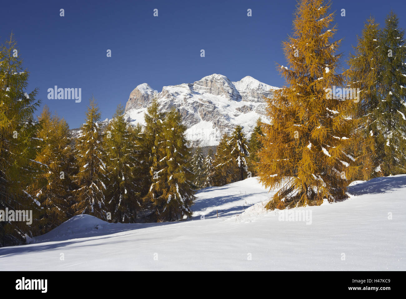 Italy, Veneto, Passo Tre Croci, Tofane, larches, Stock Photo