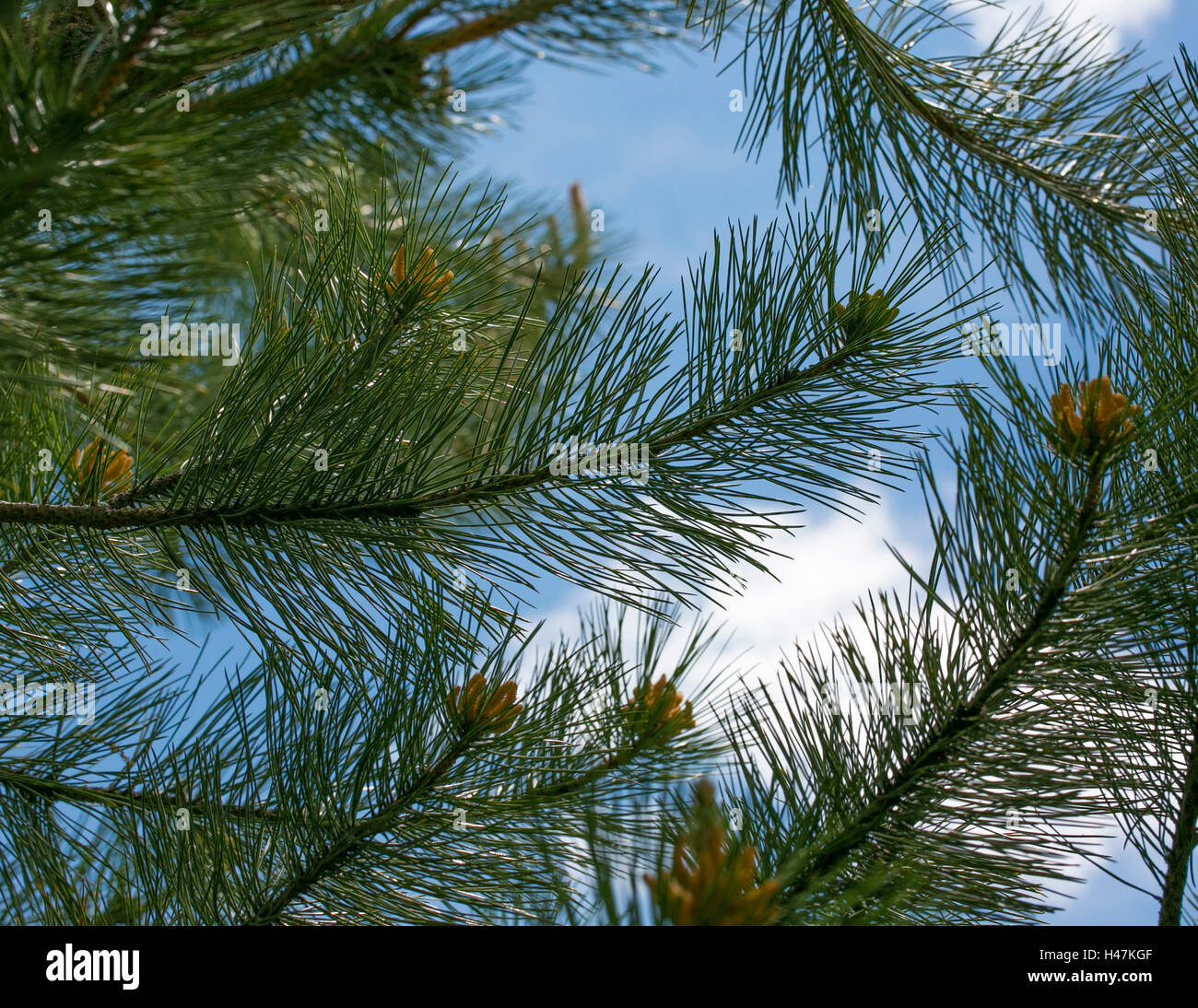 A Pine Needle Backdrop Stock Photo
