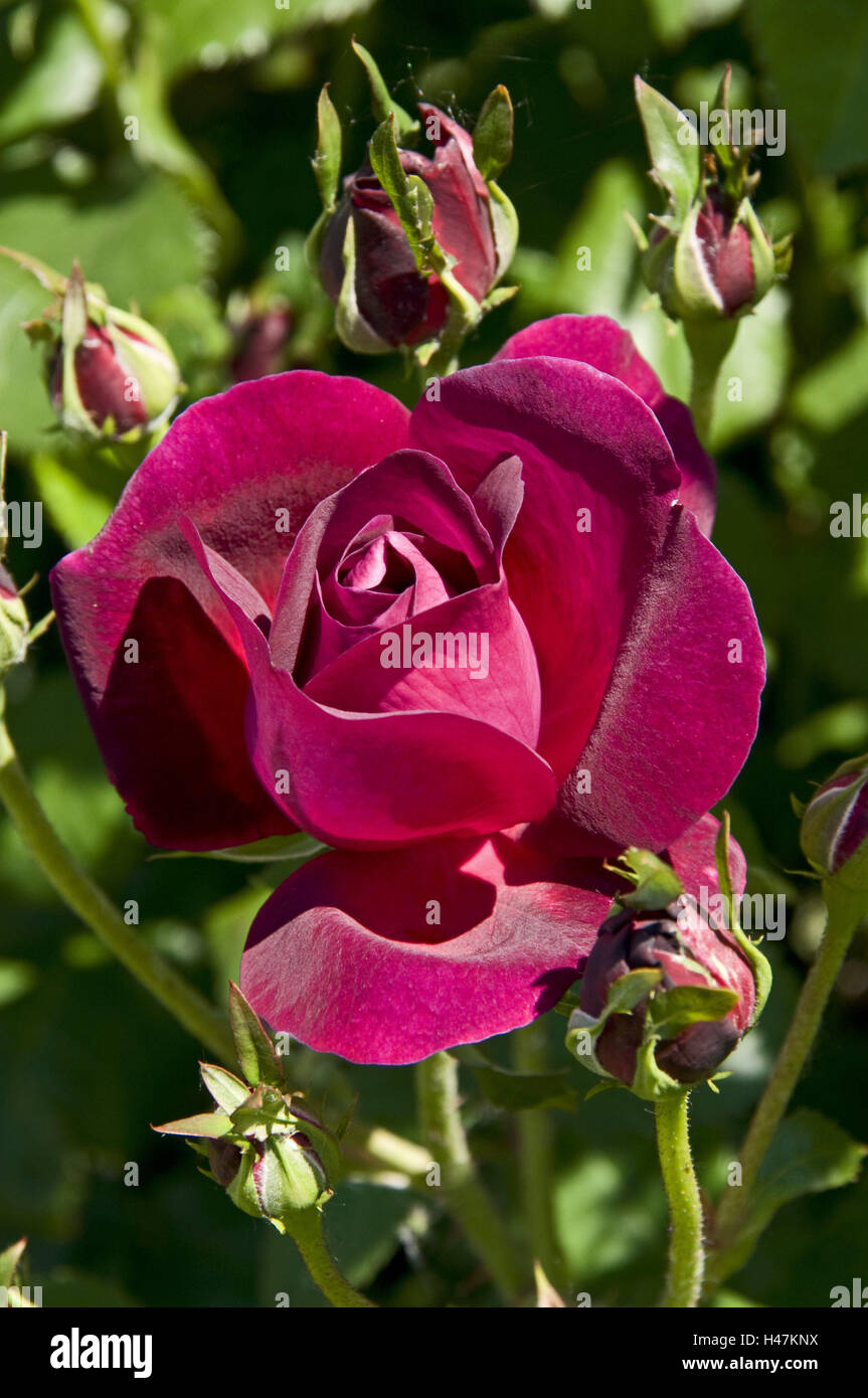 Vinegar rose, blossom, red, biology, flora, Rose, musk roses, odour, nature, flower, beauty, fragrant, rose kind, blossoms, openly, closed, medium close-up, Stock Photo