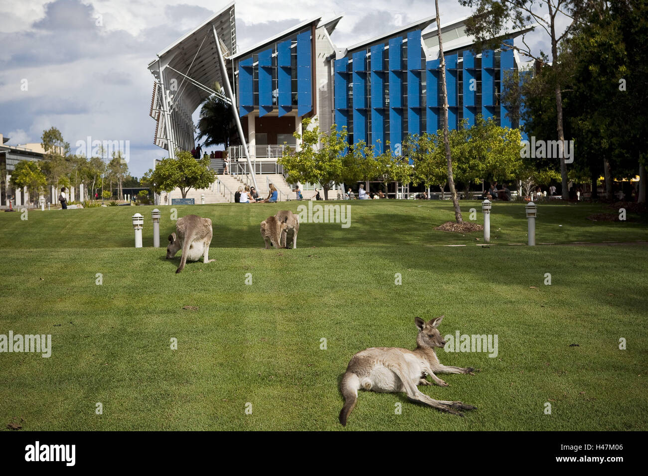 Australia, Queensland, University of the Sunshine Coast, kangaroos,  students Stock Photo - Alamy