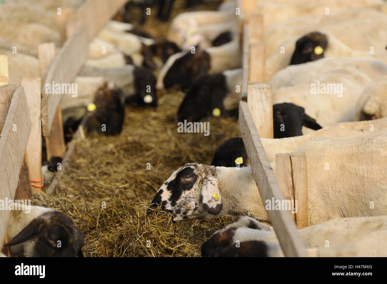 Suffolk sheep, Domestic sheep, Ovis orientalis aries, Stock Photo