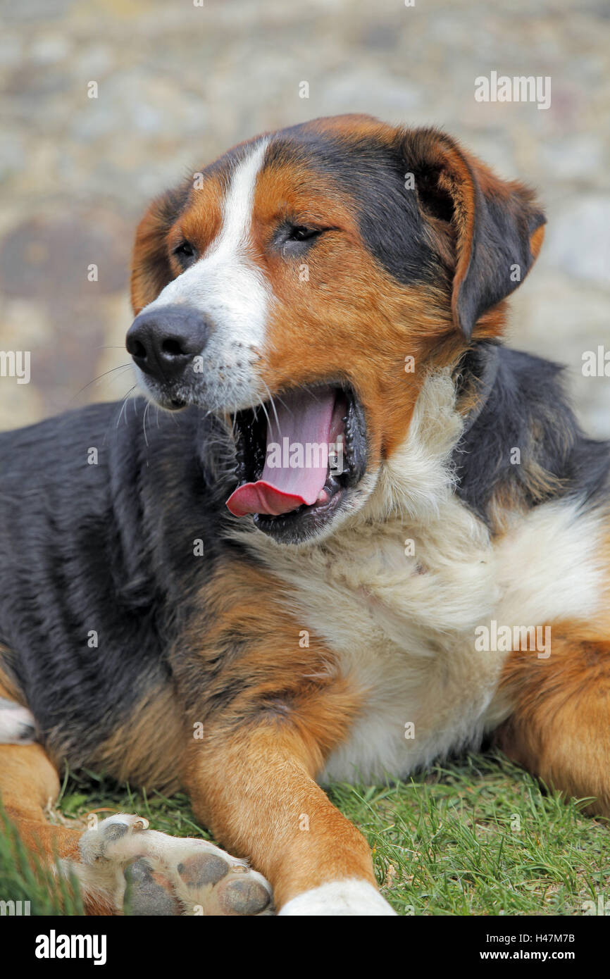 Dog, tiredly, yawn, portrait, Stock Photo