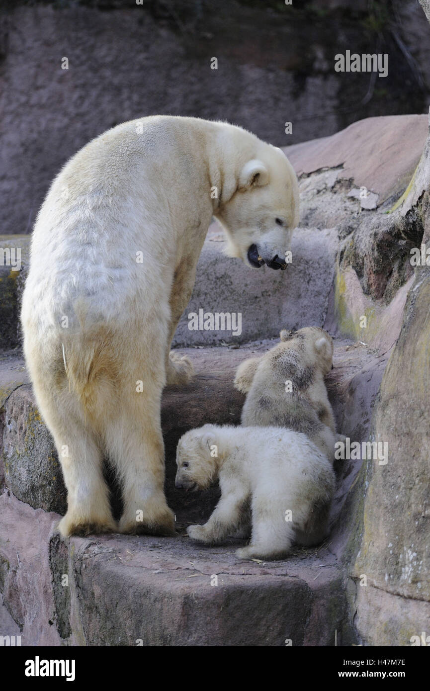 Polar bears, Ursus maritimus, mother animal, young animals, Stock Photo