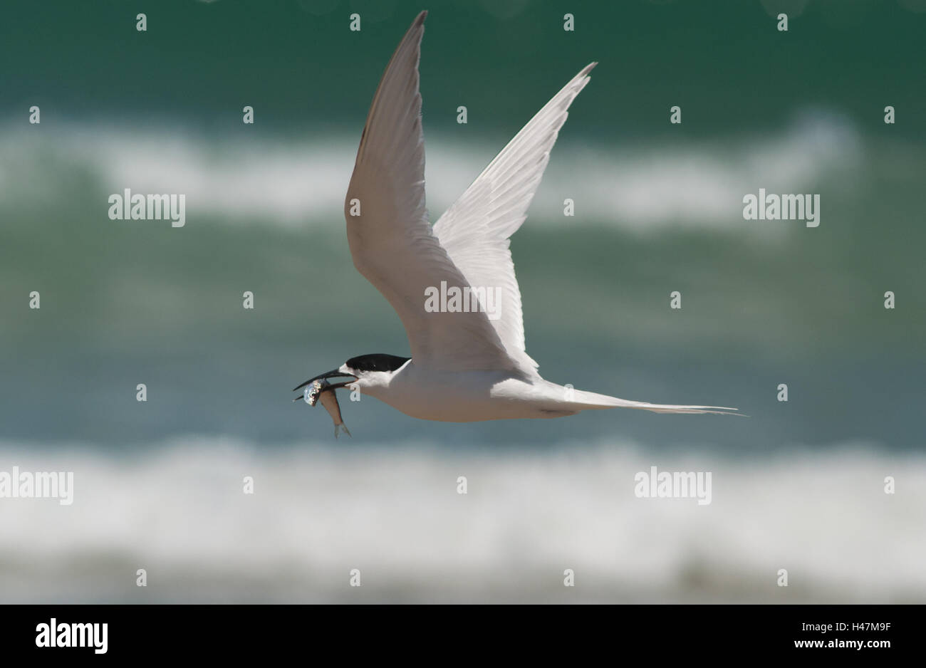 Tern, white-fronted, Sterna striata, flying carrying fish Stock Photo