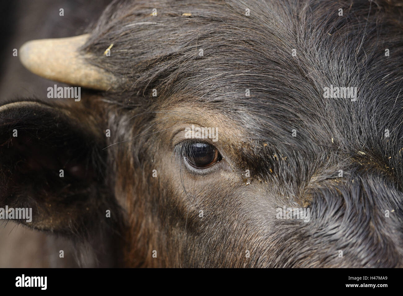 Water buffalo and boys hires stock photography and images Alamy