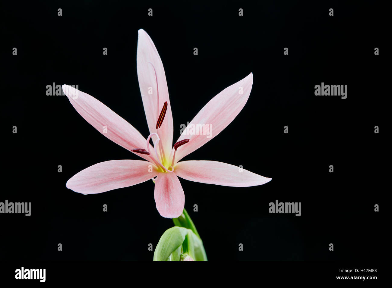 A closeup of a pink Kaffir lily flower head Stock Photo