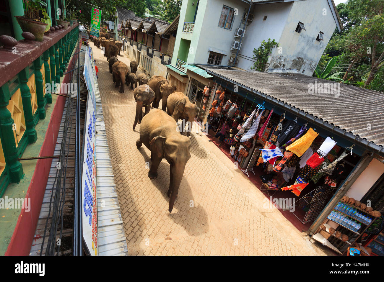 Elephants from Pinnawala Elephant Orphanage walk down the road to bath in The river. Stock Photo