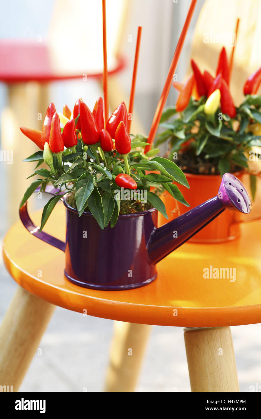 Solanaceae hires stock photography and images Alamy