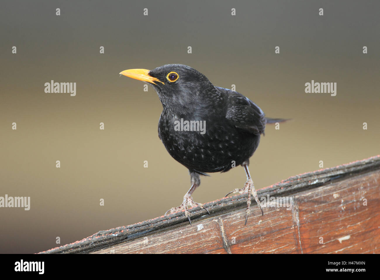 Blackbird, medium close-up, bird, little man, roof, landscape format, wild animal, animal, sit, songbirds, Stock Photo