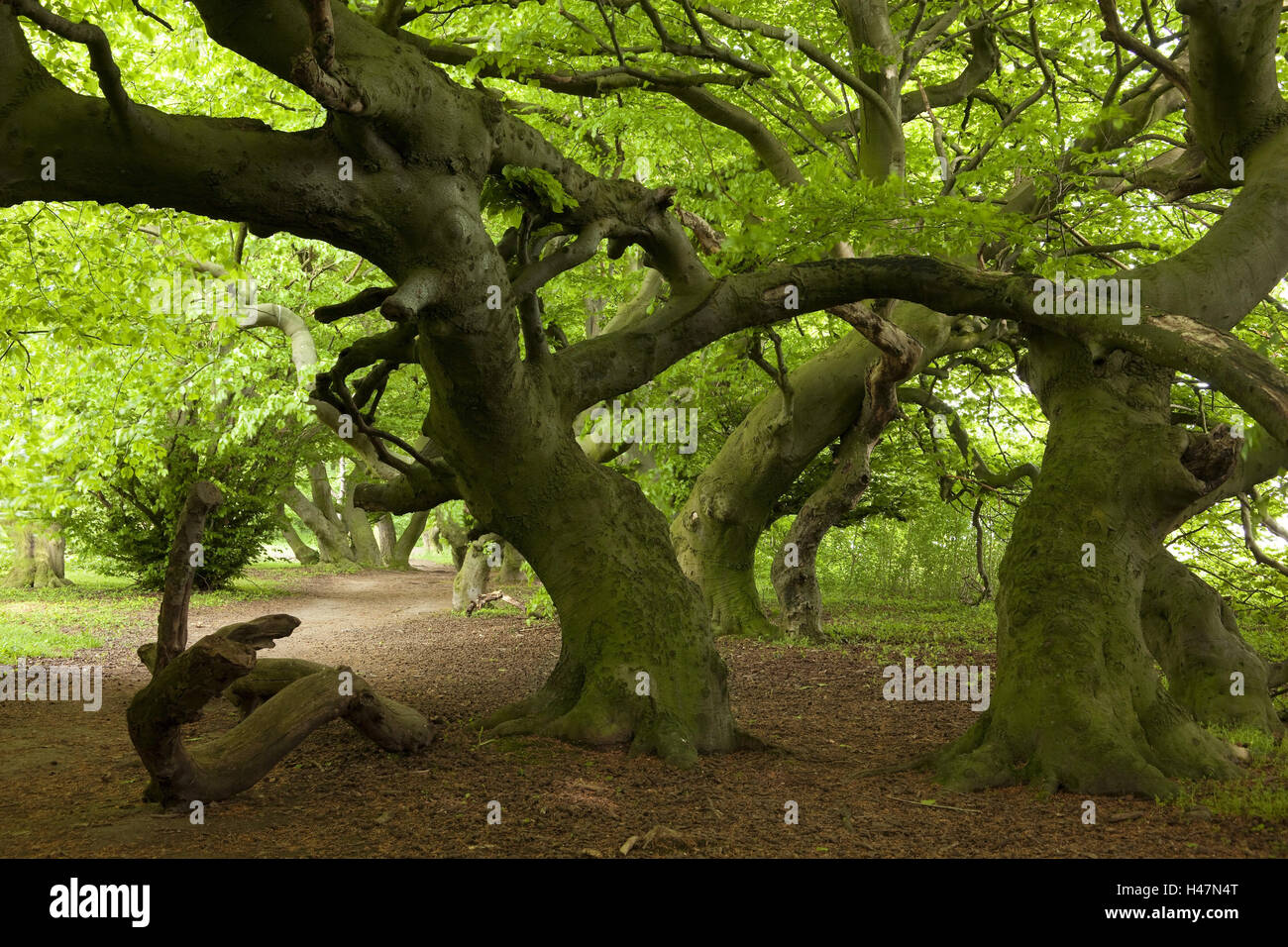 Fagus sylvatica var suentelensis hi-res stock photography and images - Alamy