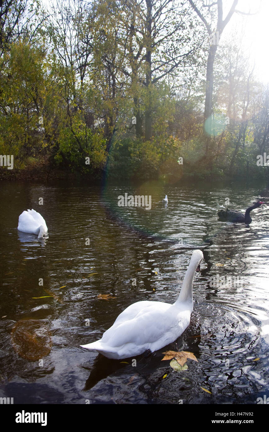 Lake, swans, pond, London, nature, Idyll, animals, swim, Stock Photo