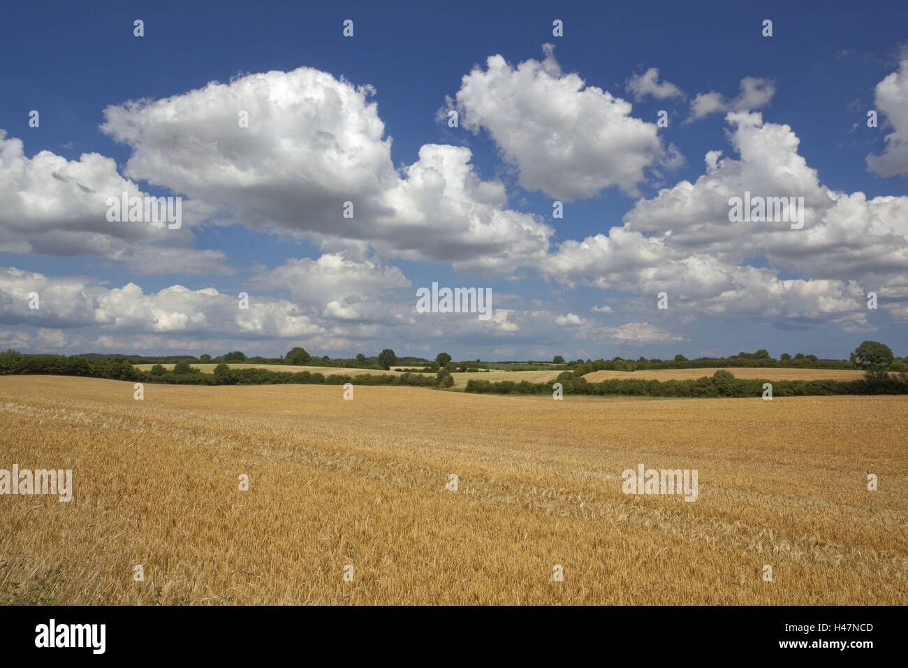 Germany, Schleswig - Holstein, region angling, grain-field, Stock Photo