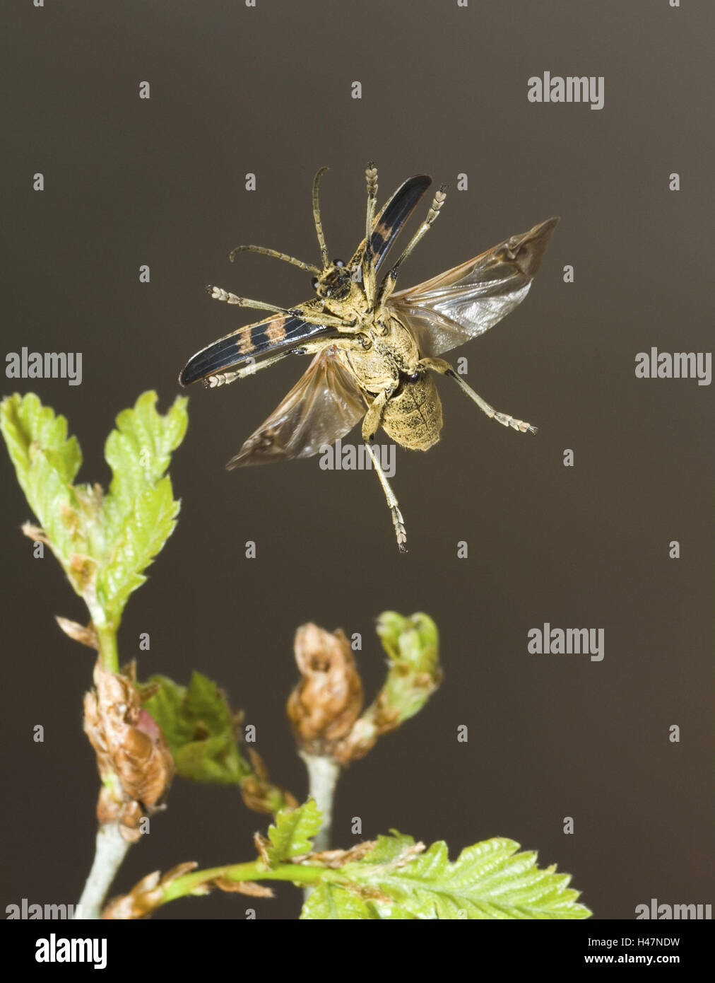 Groats vaulting horse, Rhagium inquisitor, in the flight, Stock Photo