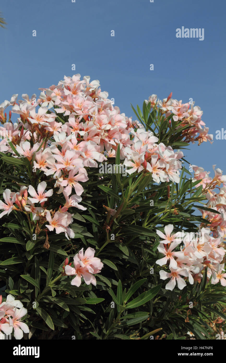 Oleander, Stock Photo