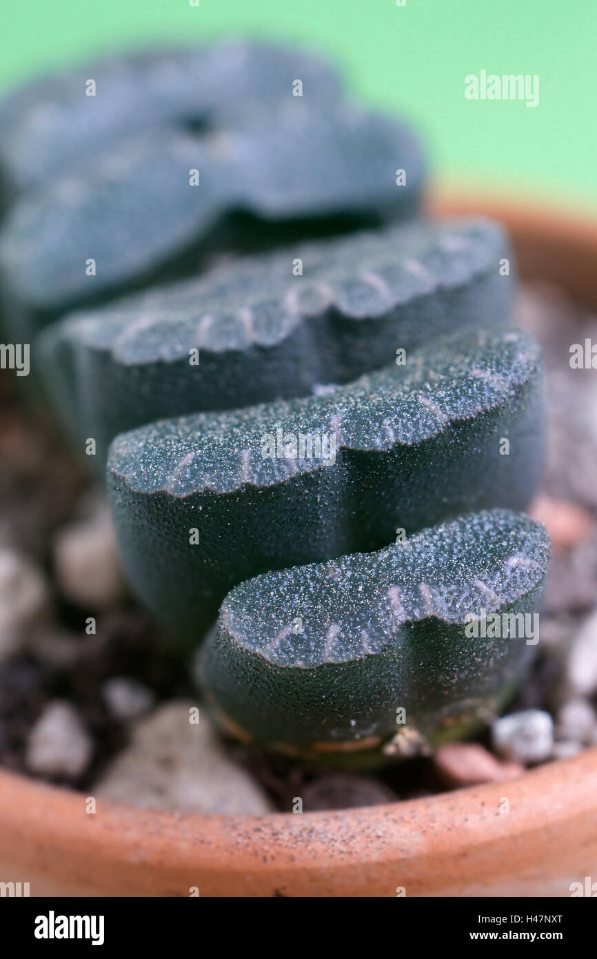 Indoor plant, Haworthia truncata, plant, indoor plant, succulent, leaf succulent, water-saving, succulent, Haworthia, South African, Asphodiliaceae, Affodillgewächse, potted plant, medium close-up, studio recording, Stock Photo
