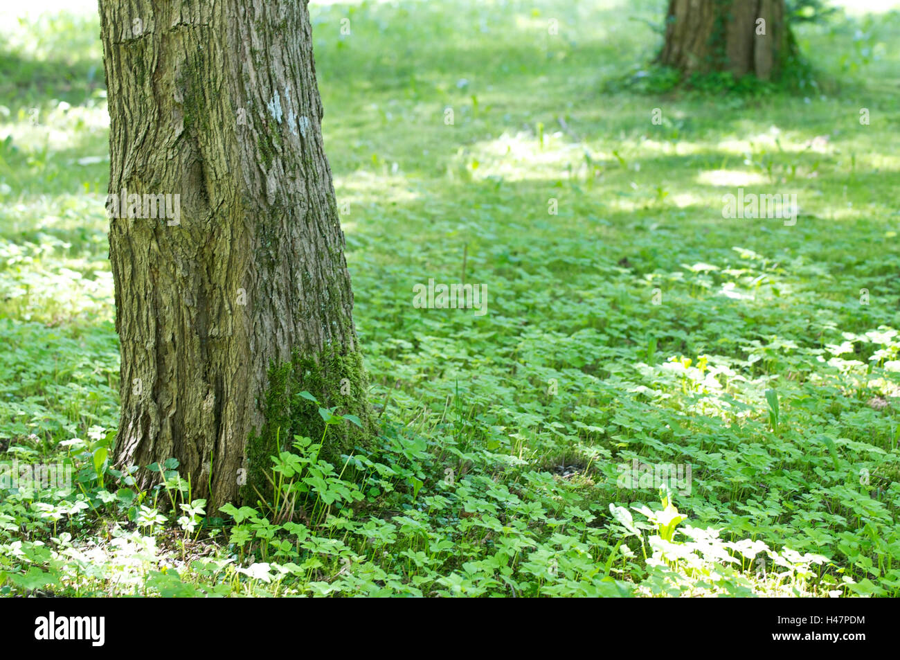 Two trunks on vegetated clearing, detail, Stock Photo