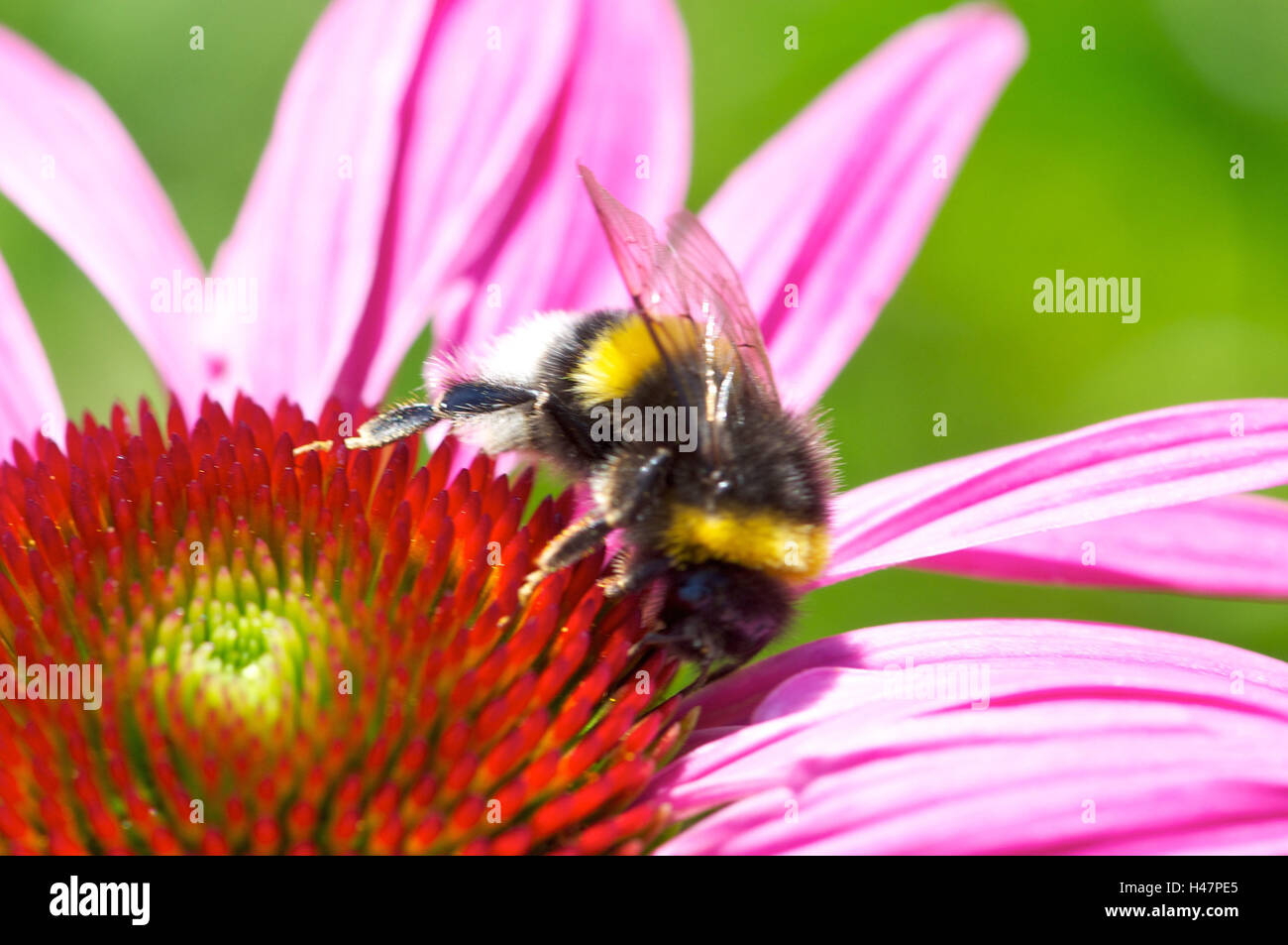 Bumblebee on Echinacea blossom, close-up, Stock Photo