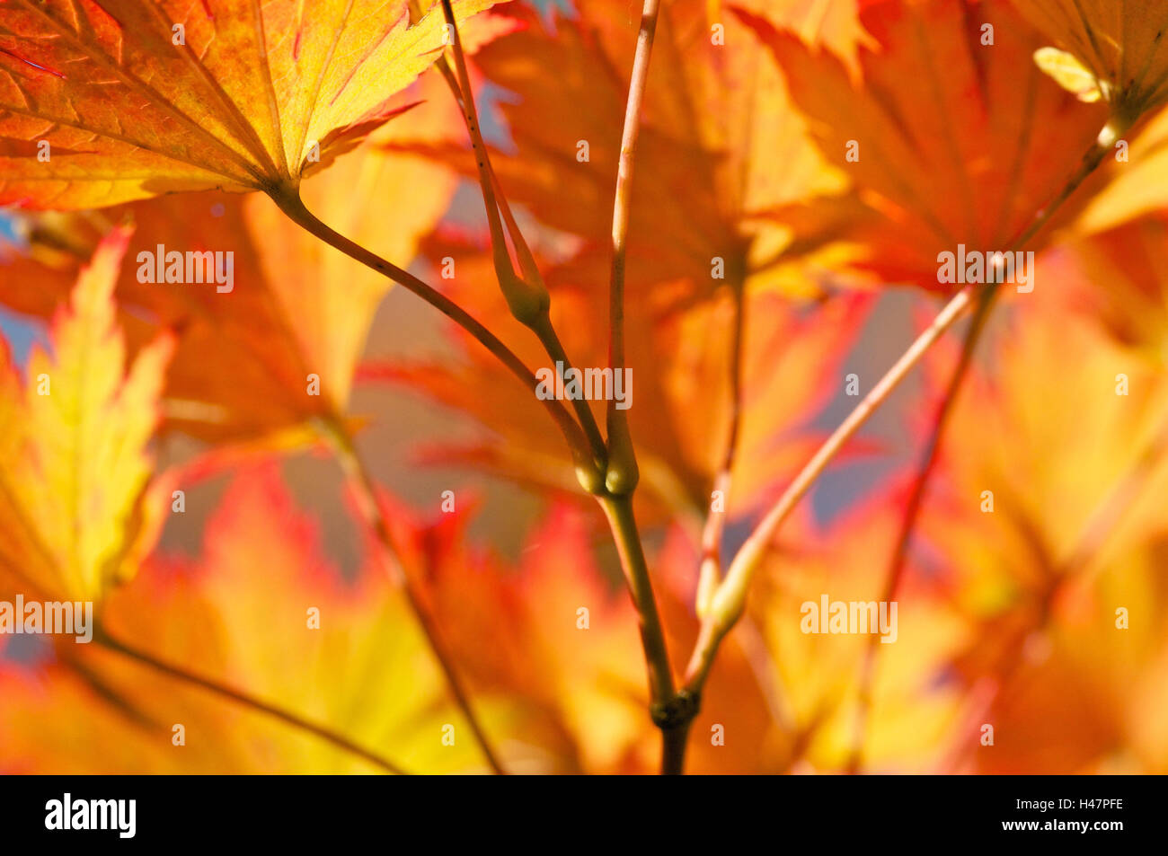 Maple leaves, autumn colouring, close-up, Stock Photo