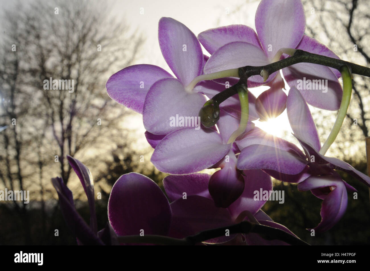 Orchid 'blue Vanda', Phalaenopsis, pink, blossom, tropical, Stock Photo