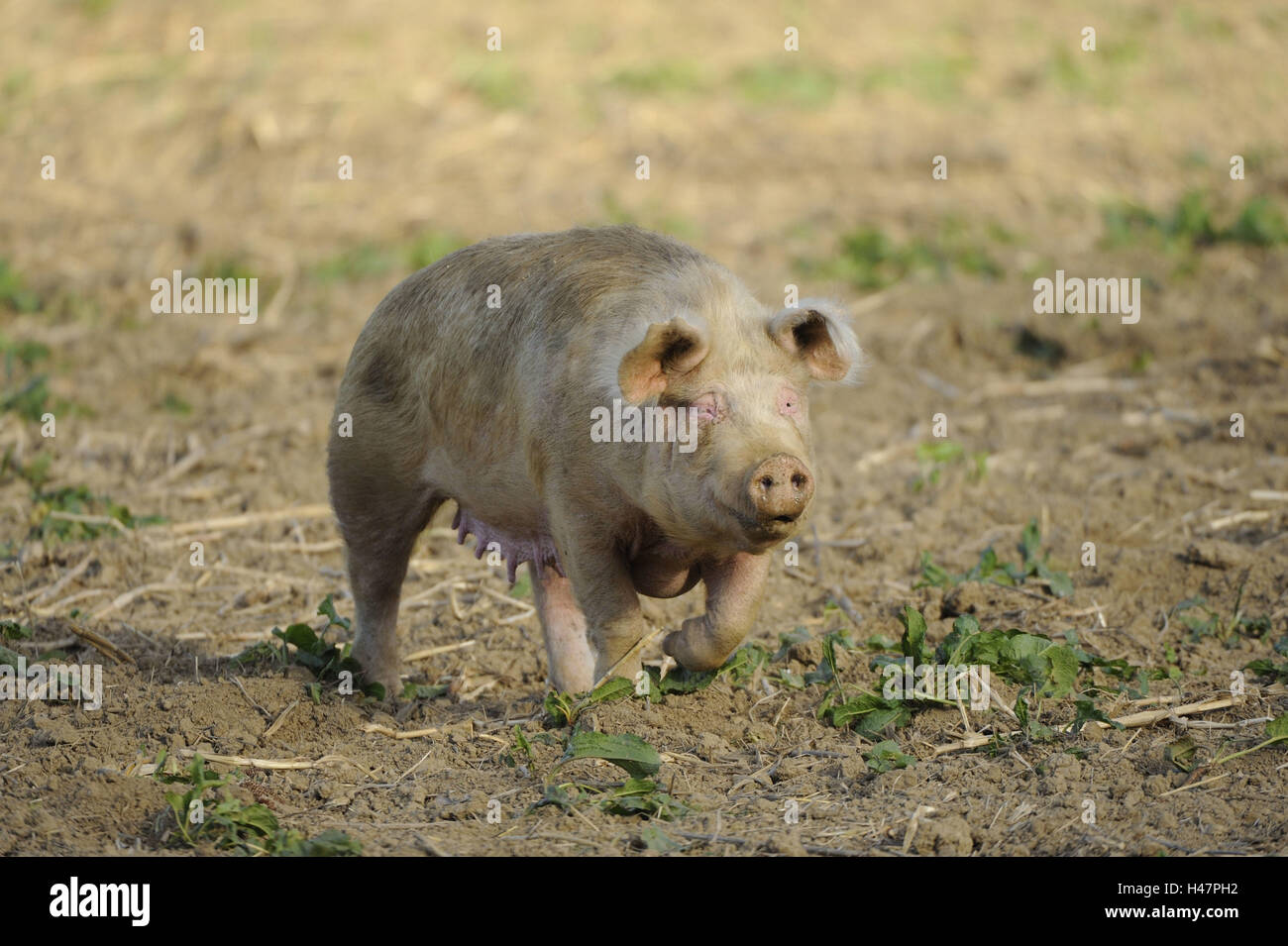 House pig, Sus scrofa domestica, field, run, Stock Photo
