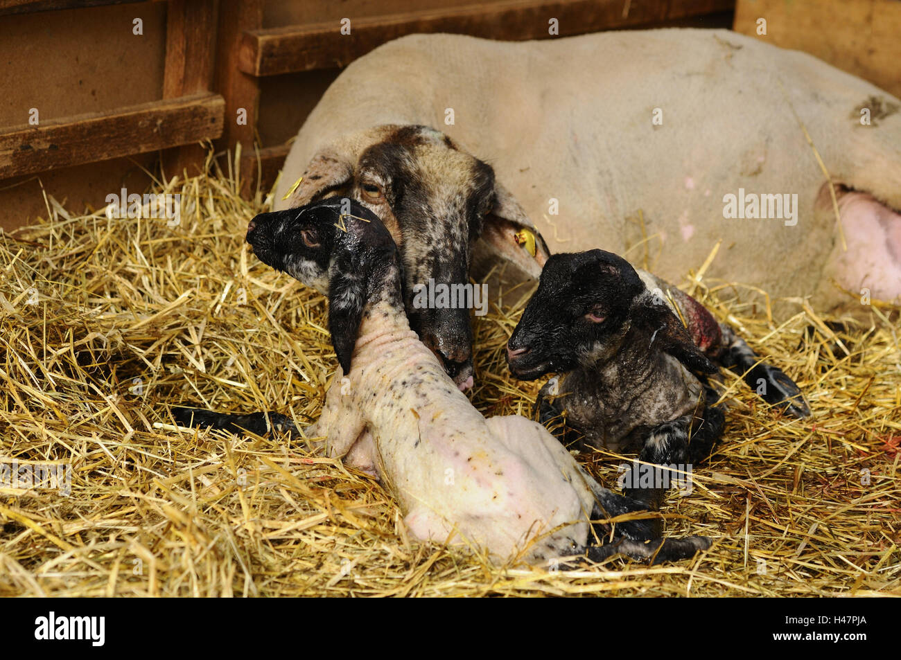 Suffolk sheep, Hausschaf, Ovis orientalis aries, mother animal, lambs, Stock Photo