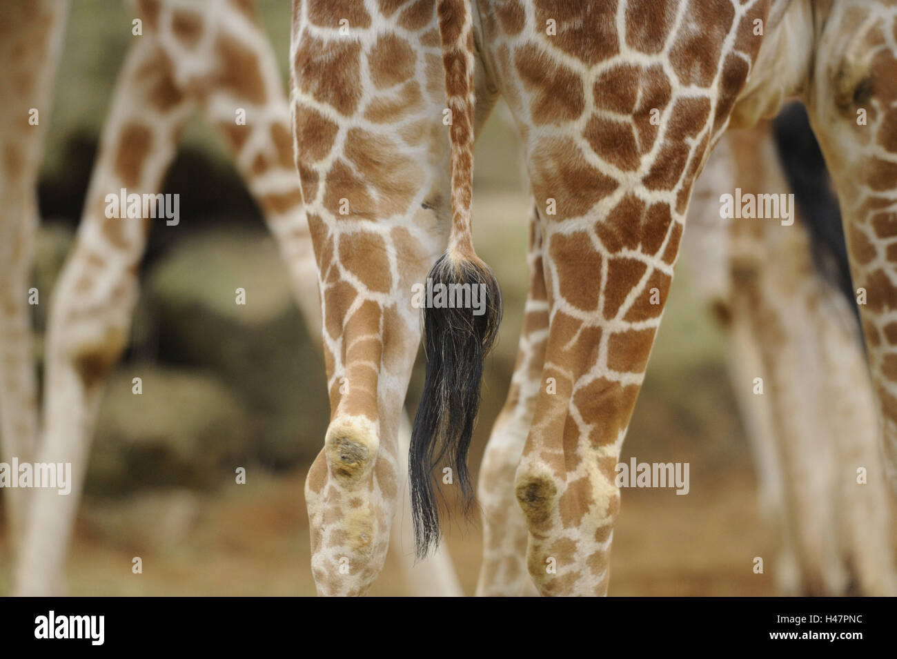 Network giraffe, Giraffa camelopardalis reticulata, hind legs, tail