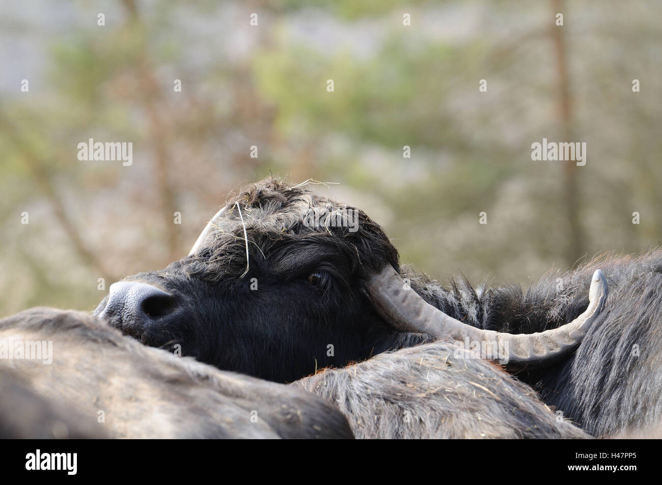 Wild water buffalo, Bubalus arnee, portrait, side view, Stock Photo