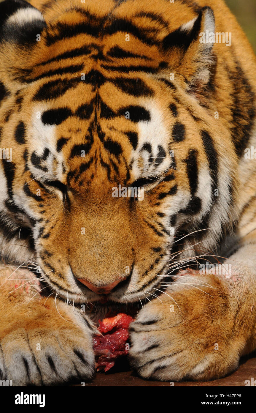 Siberian tiger, Panthera tigris altaica, eating, portrait, Stock Photo