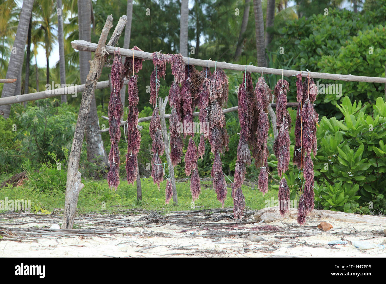 Dried sea plants hi-res stock photography and images - Alamy