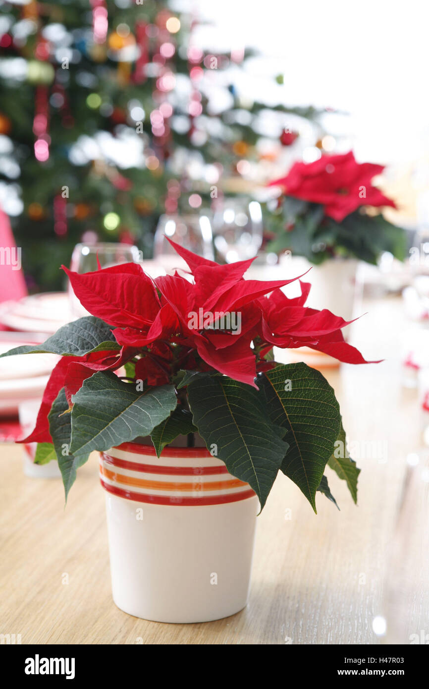 Table, poinsettias, Christmas tree, decorated Stock Photo Alamy