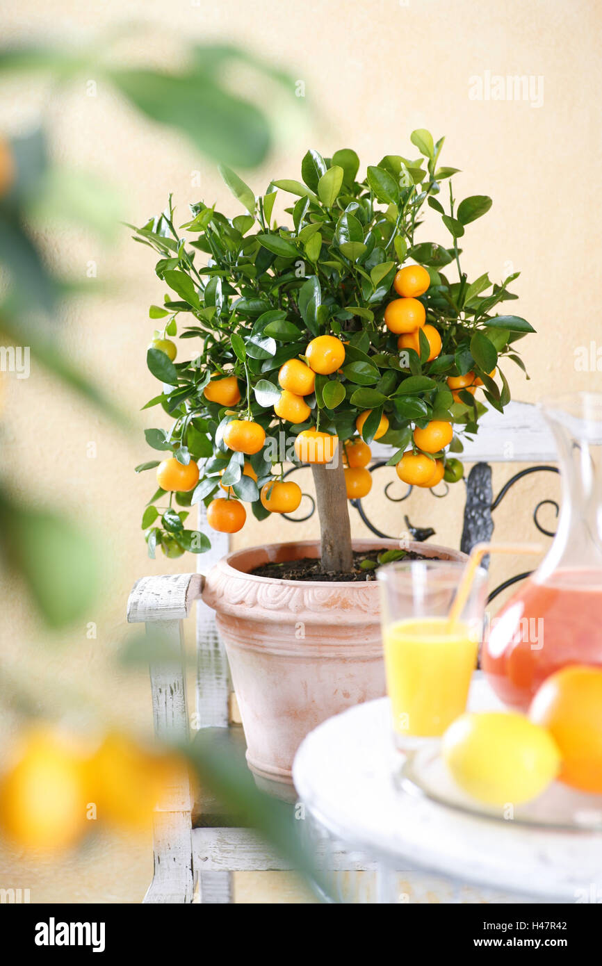 Potted Orange tree, Citrus mitis Calamondin, Stock Photo