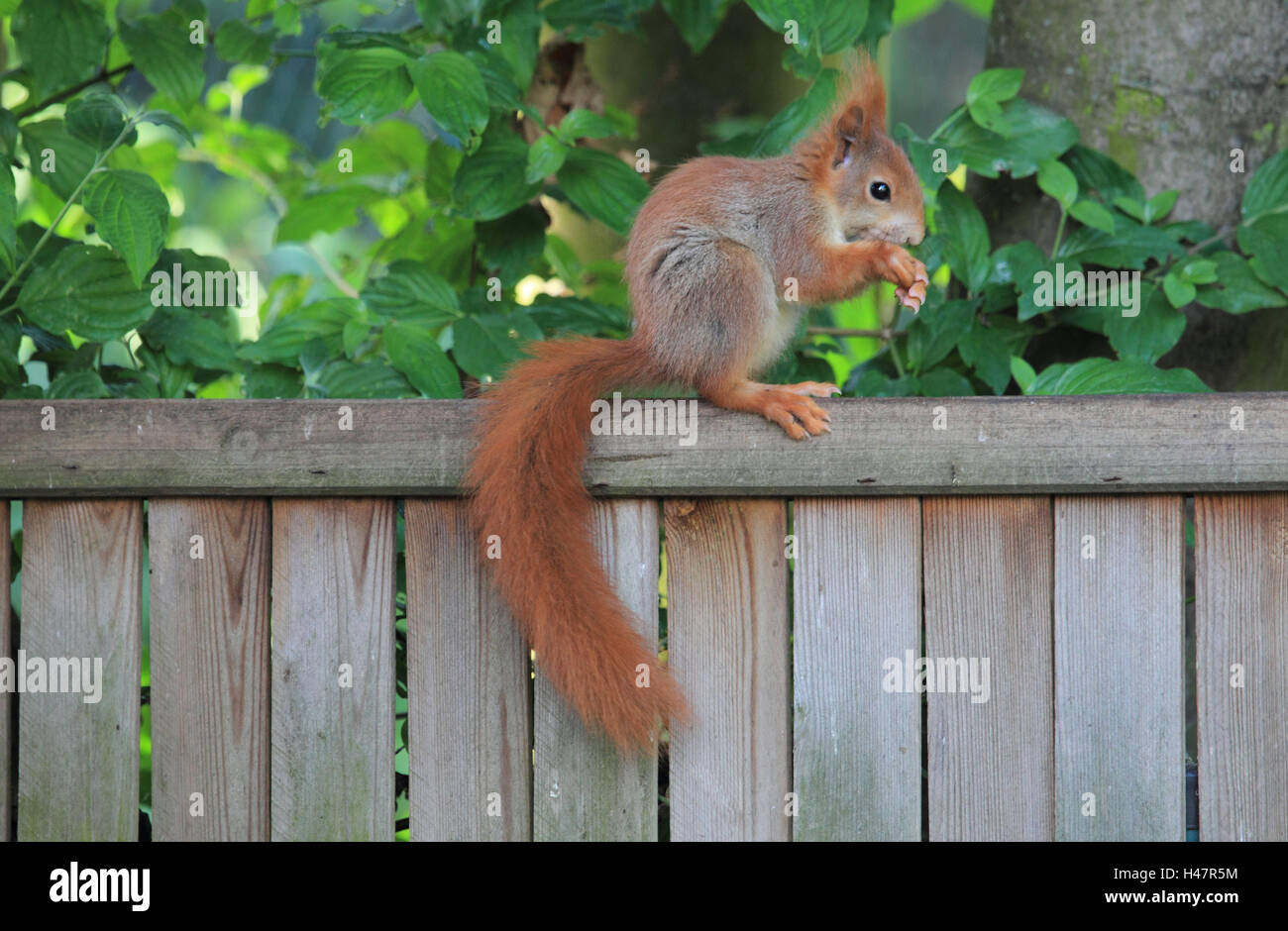 Squirrel, side view, eat, Germany, mammal, animal, wild animal, close-up, Stock Photo