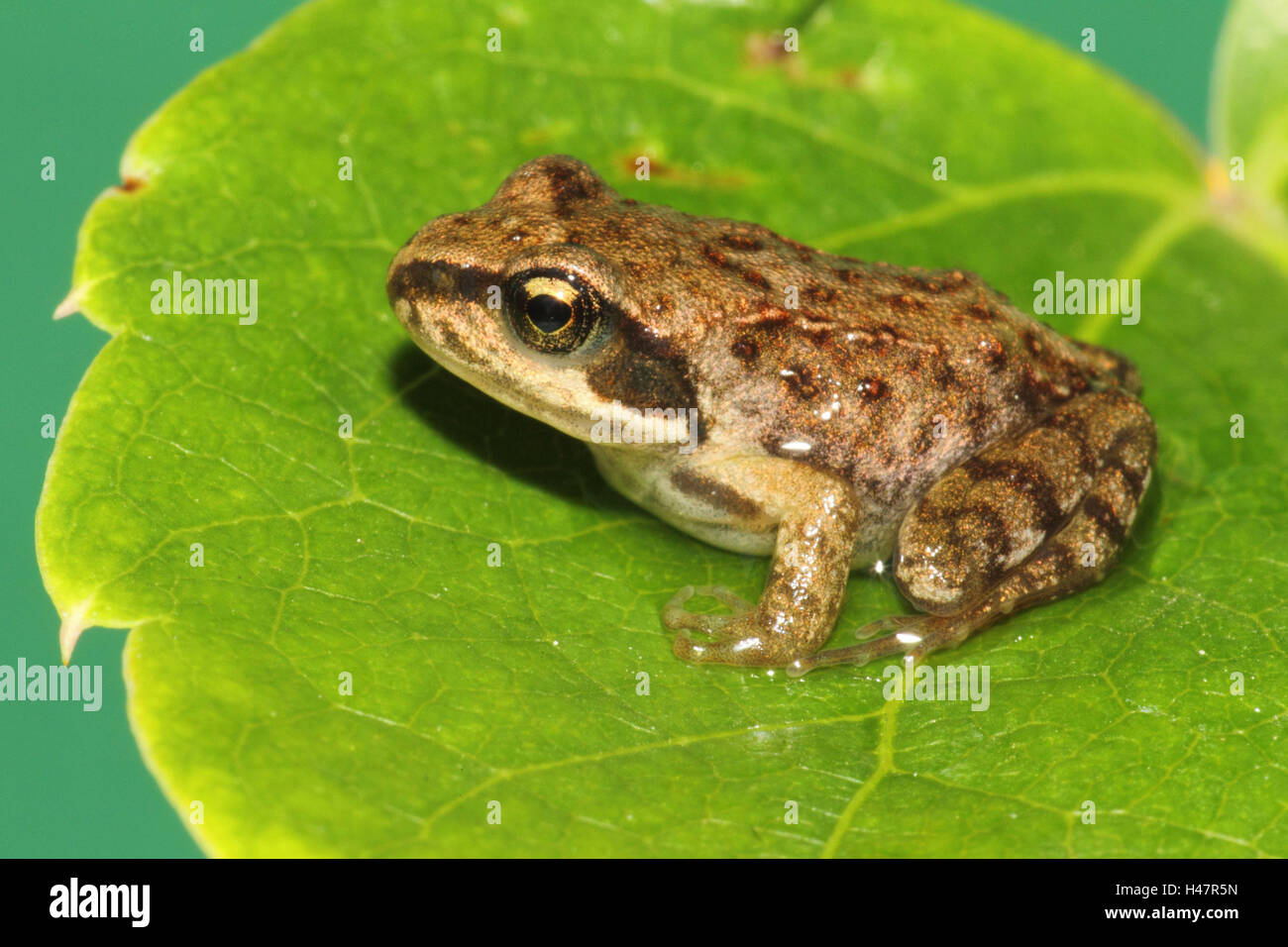 Leaves, grass frog, side view, wild animal, frog, young animal, animal, sit, Germany, Stock Photo