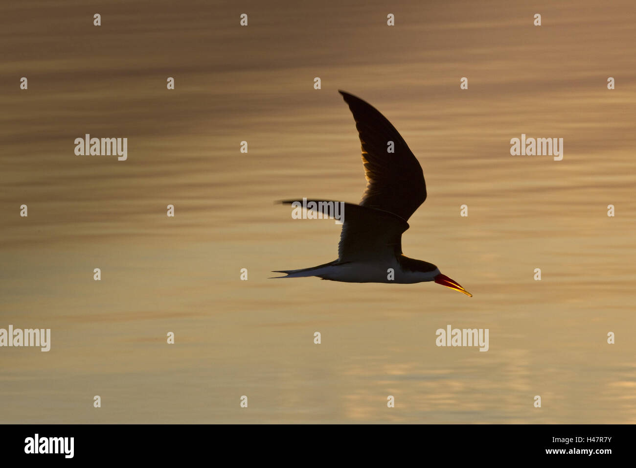 African scissors beak in the flight Stock Photo Alamy