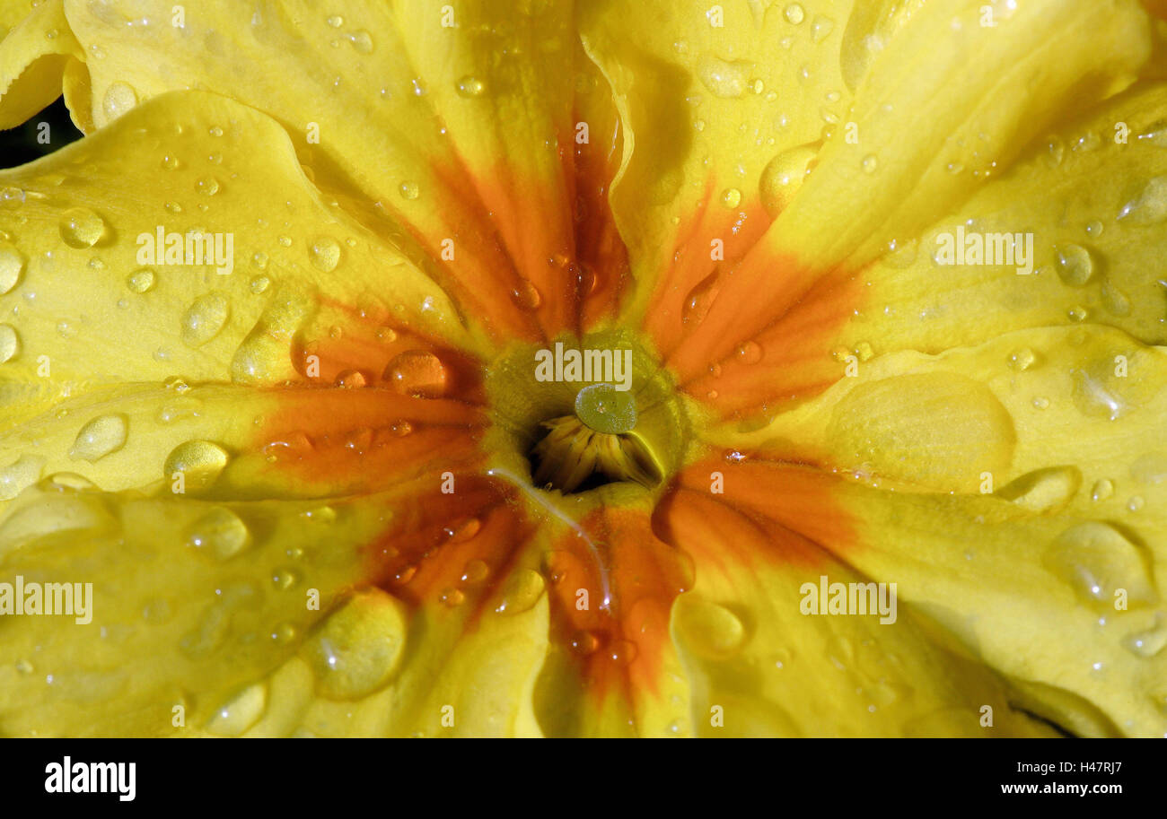 Dwarf-primrose, Primula var., blooming, wet, yellow, Stock Photo