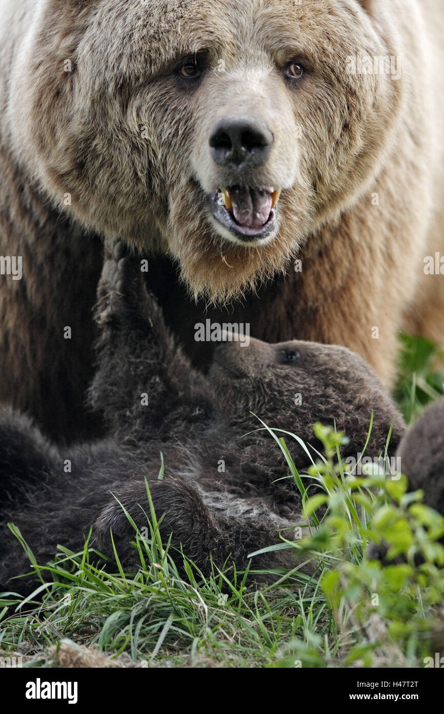 Brown-bears, Ursus arctos, young, dam, Stock Photo