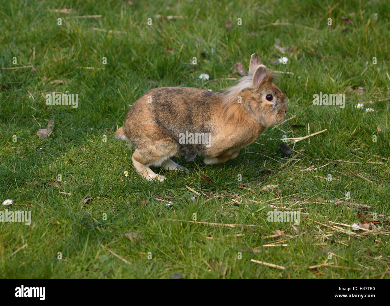 Rabbits jumping hires stock photography and images Alamy