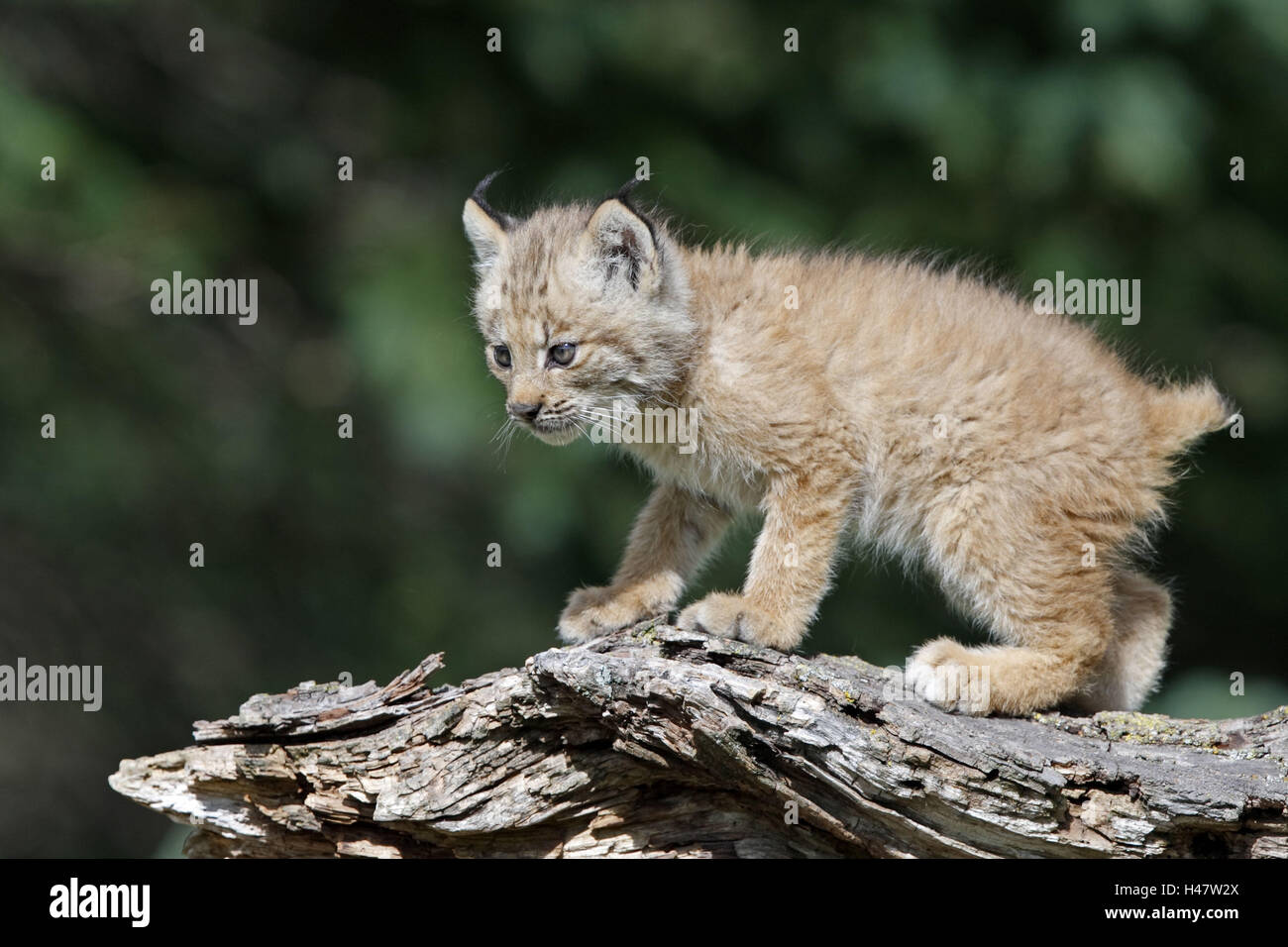 Red lynx, Lynx rufus, young animal, trunk, Minnesota, the USA Stock Photo