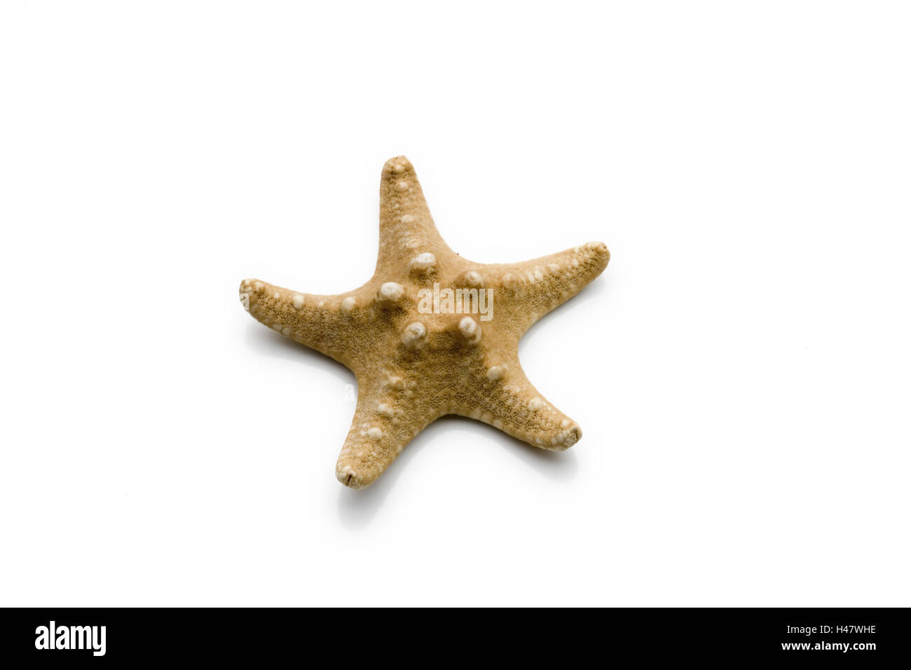 Starfish, dryly, cut out, Asteroida Stock Photo