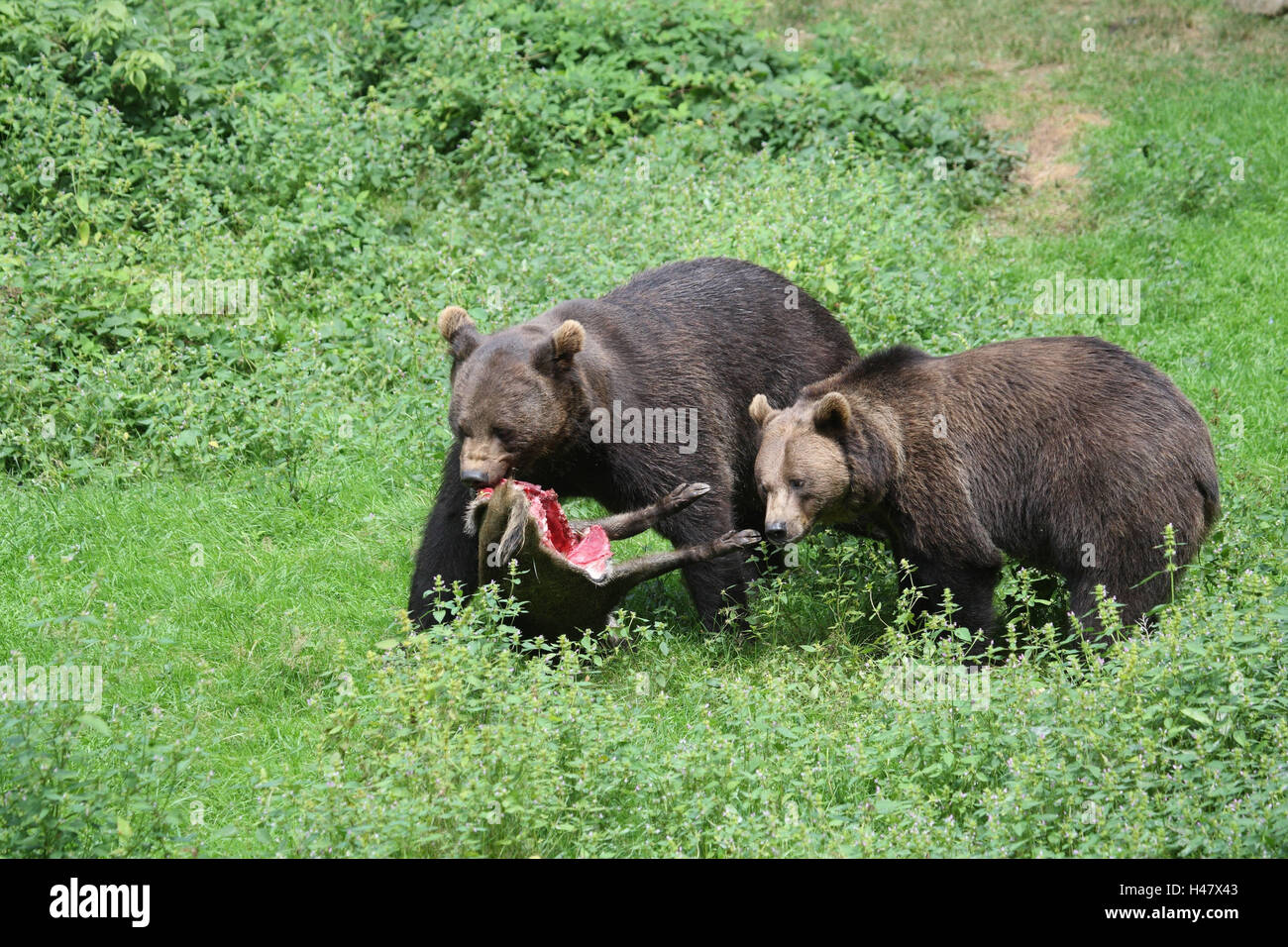 Brown bears, prey, wild boar Stock Photo Alamy