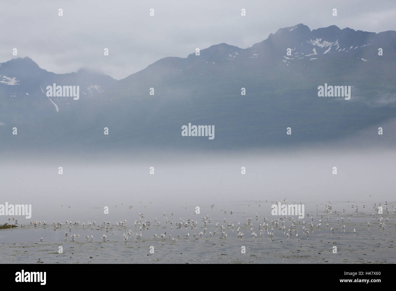 Bering gulls, Valdez, the USA, Alaska, Stock Photo