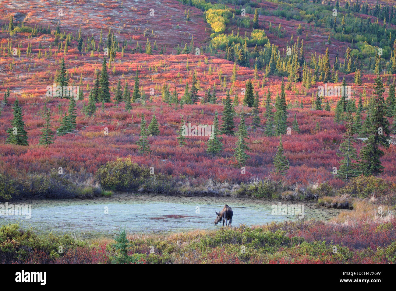 Alaska elk hires stock photography and images Alamy