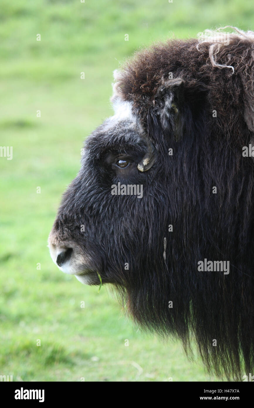 Musk ox, head, side view, close-up Stock Photo - Alamy