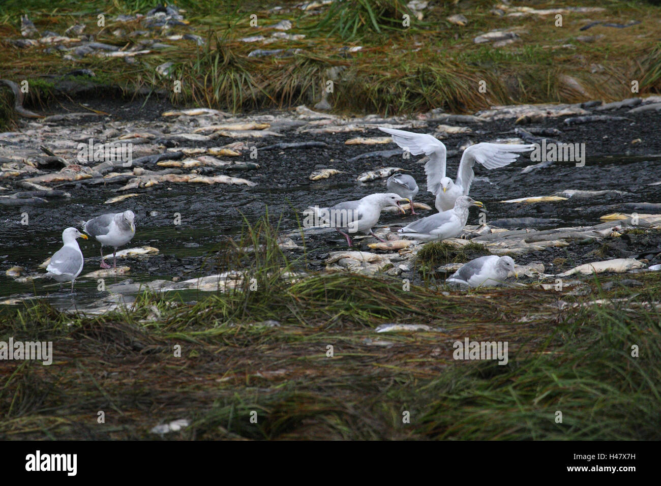 Bering gulls, food, salmons, eat, Stock Photo