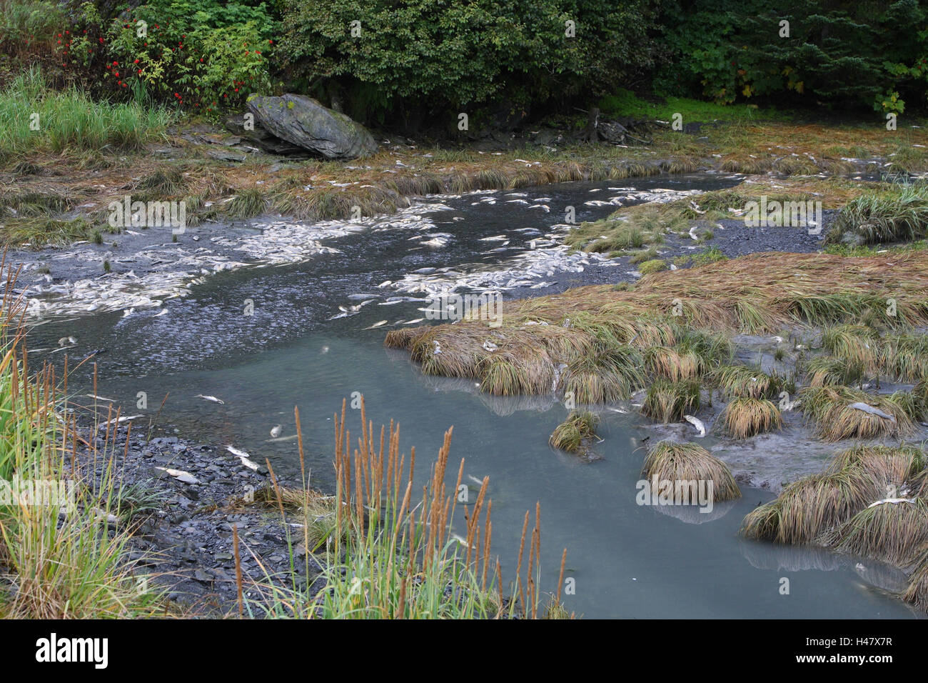 Salmons, deadly, riverside, spawning season, Stock Photo