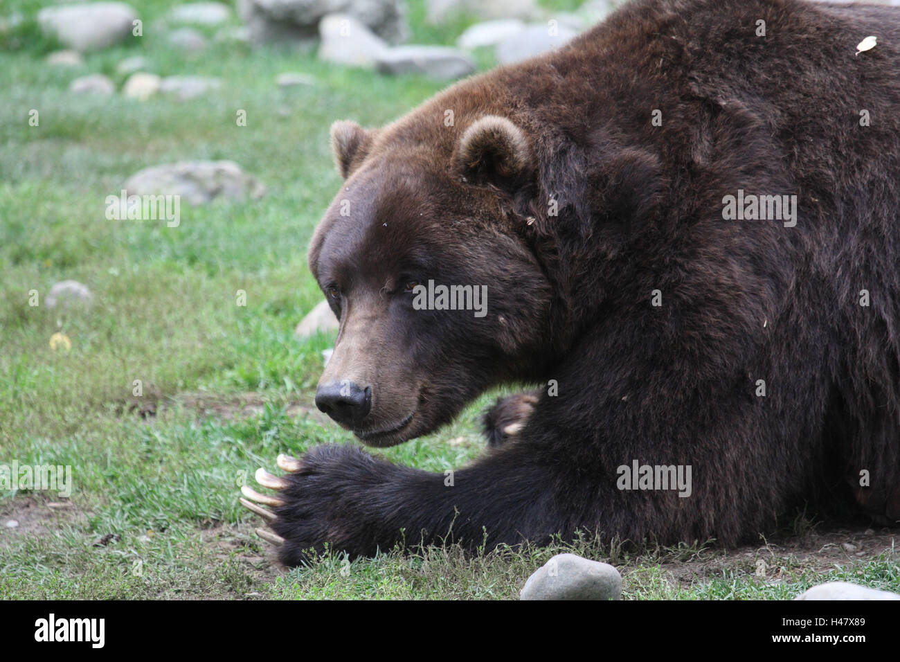 Grizzly bear, grass, lie, Stock Photo