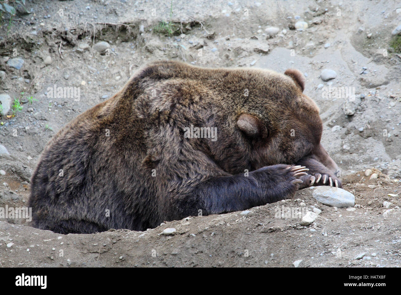 Grizzly bear, asleep, Stock Photo