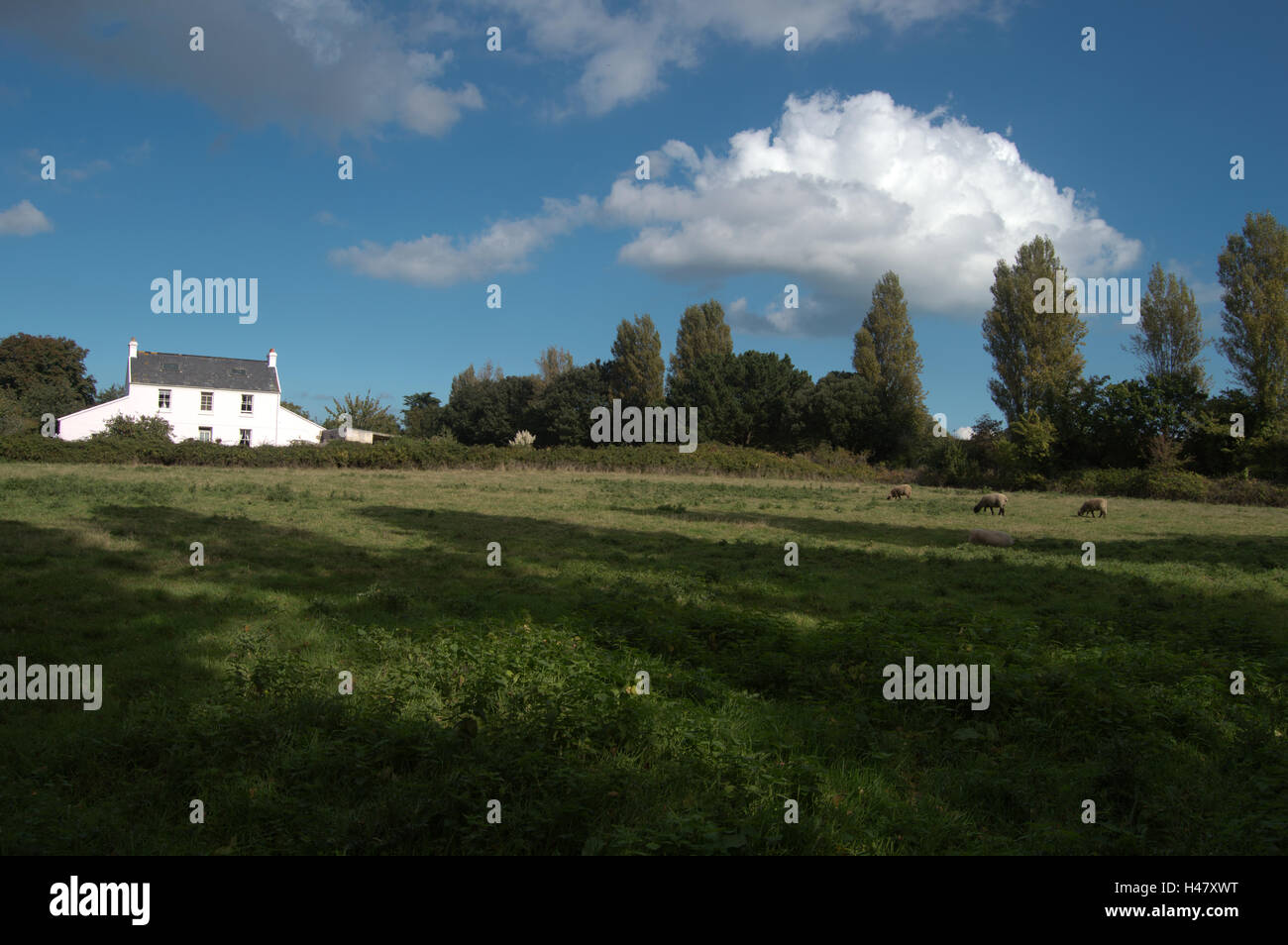 Jersey channel island farm hi-res stock photography and images - Alamy